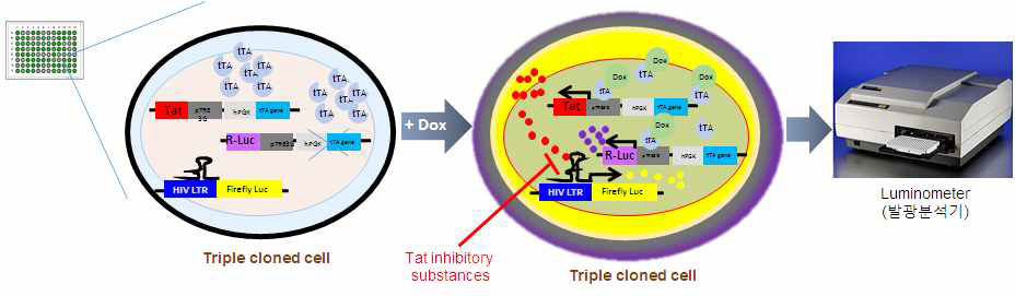 새로운 Tat 분자 타겟 screening 법