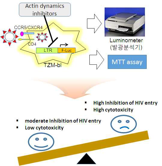 HIV 침임 저해 Hit 물질 발굴 모식도