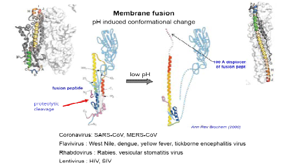 바이러스 표면단백질의 구조변화에 따른 바이러스-숙주세포의 membrane fusion