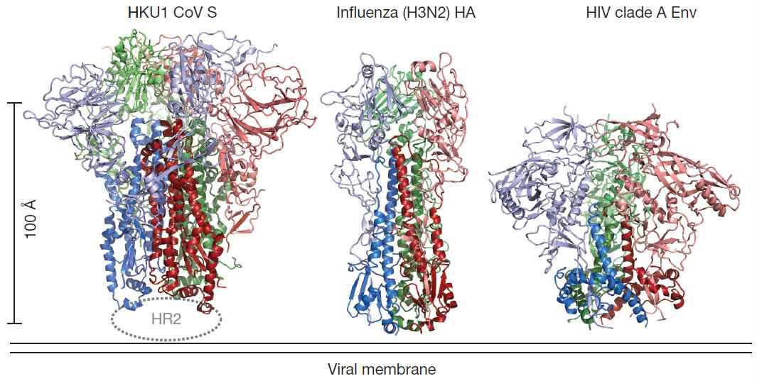 바이러스 표면단백질의 구조 비교.