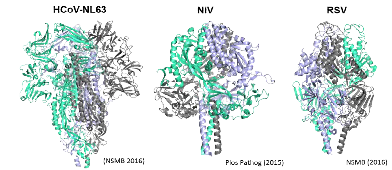 HCoV spike, NiV F, RSV F 단백질의 3차구조 모델.