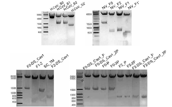 바이러스 단백질 construct 유전자 변이 및 ligation 확인 (pSecTag2 B vector).