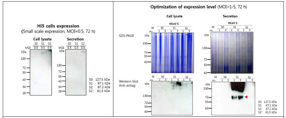 HCoV S 단백질의 small scale 발현 결과.