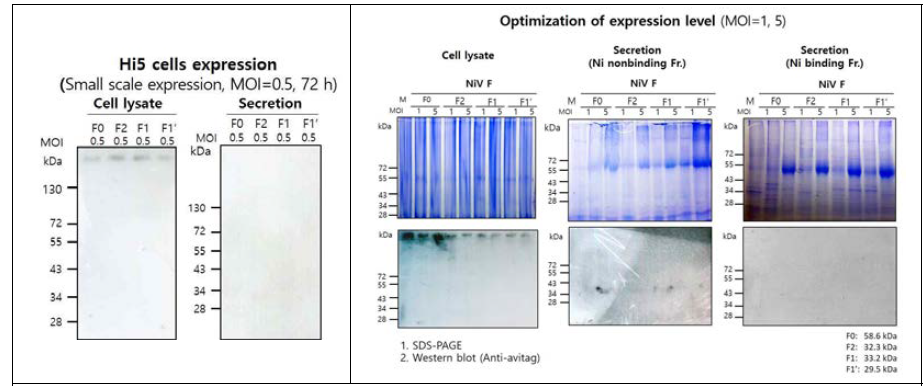 NiV F 단백질의 small scale 발현 결과.