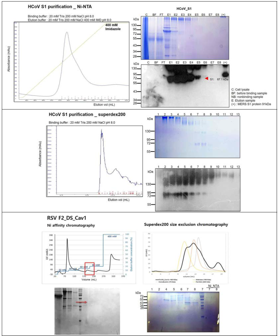HCoV S 및 RSV F의 scale up expression 및 정제 결과.