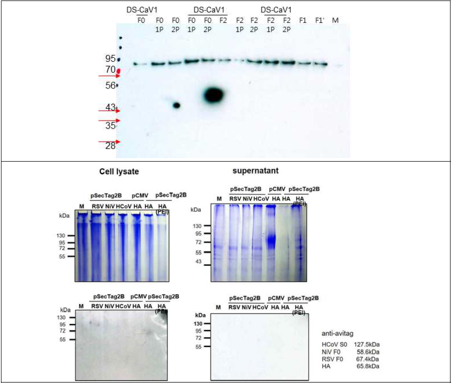 RSV F0, F2 및 F1 단백질 293-F 발현을 anti-Avitag antibody로 검출한 결과 (상단) 및 control로 pCMV-HA, pSecTaq2B-HA (No-avitaq)를 함께 수행한 SDS-PAGE 및 western blotting 결과 (하단).