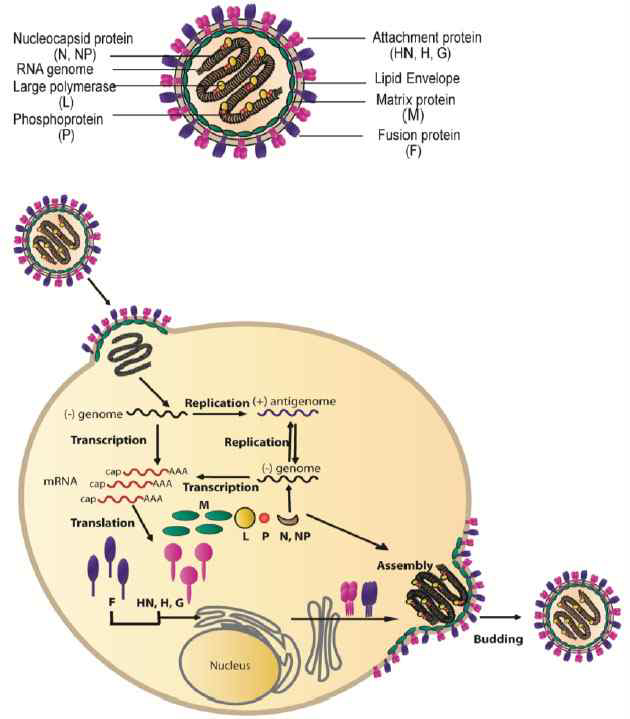 파라믹소바이러스 구조 (위)와 life cycle (아래)