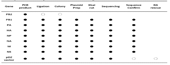 pDZ vector system을 이용한 cloning 진행 상황