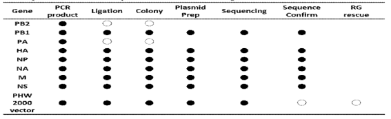 pHW2000 vector system을 이용한 cloning 진행 상황