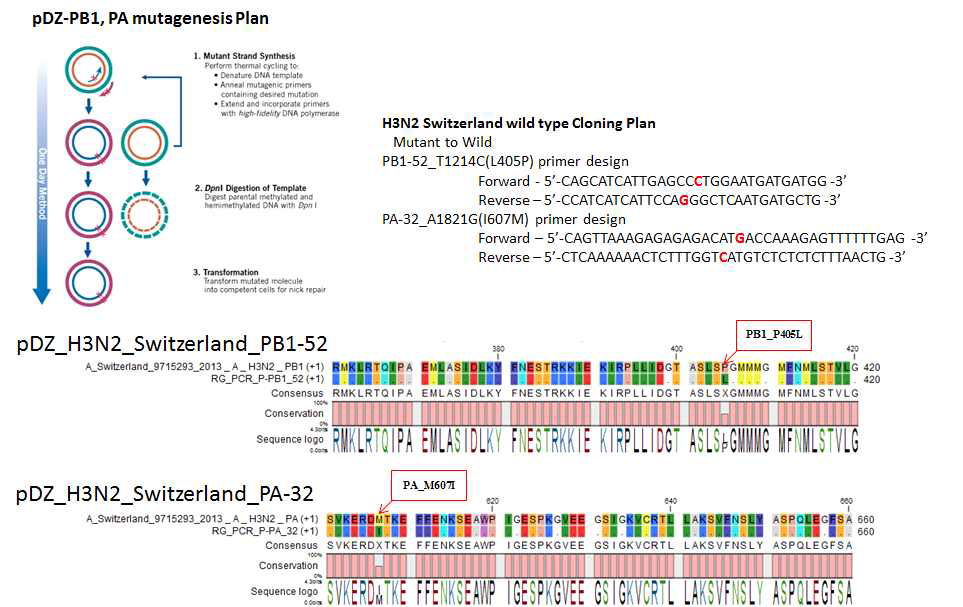 클로닝 과정 중 발생한 PB1, PA 유전자의 돌연변이 복구 계획
