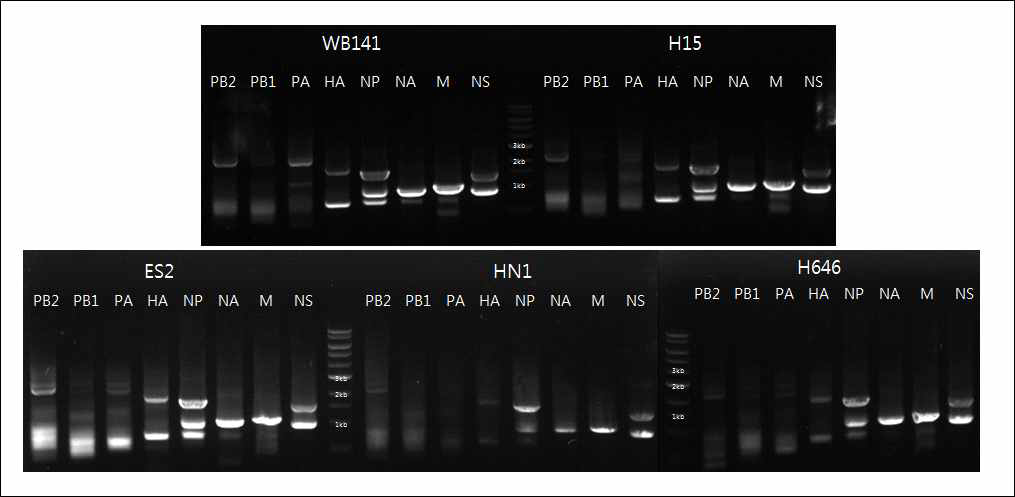 국내 H5N6 인플루엔자 바이러스 전체 8개의 유전자 증폭