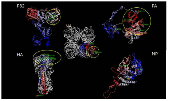 Mouse-adapted 인플루엔자 바이러스의 아미노산 변이 부위의 3차원구조 분석