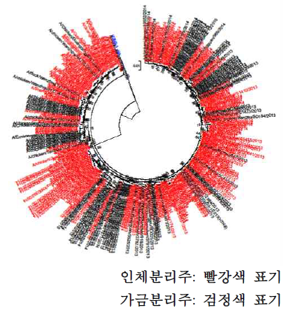 조류인플루엔자 바이러스 H7N9 계통수