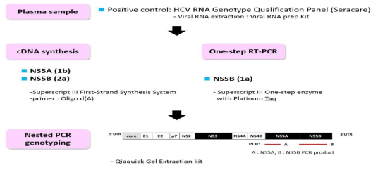 목적유전자 증폭을 위한 RT-PCR 실험법 (기존)