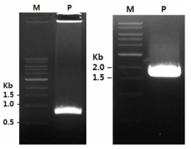 HCV RNA의 RT-PCR. M, Marker; P, NS5A gene PCR product(왼쪽),NS5B gene PCR product(오른쪽).
