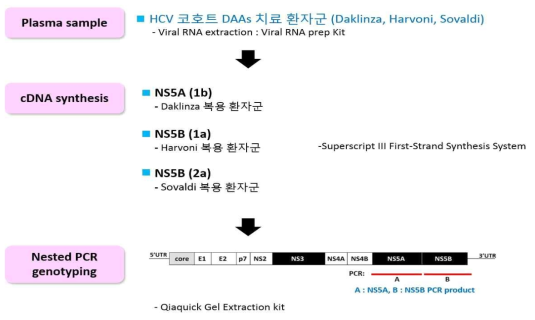 HCV 코호트 DAAs 치료 환자군에서 목적유전자 증폭을 위한 RT-PCR 실험법 (변경)