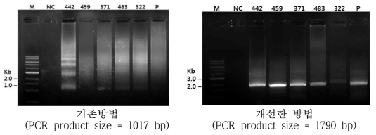 HCV NS5B(2a)의 검출률 향상 비교 (기존방법 vs. 개선한 방법)