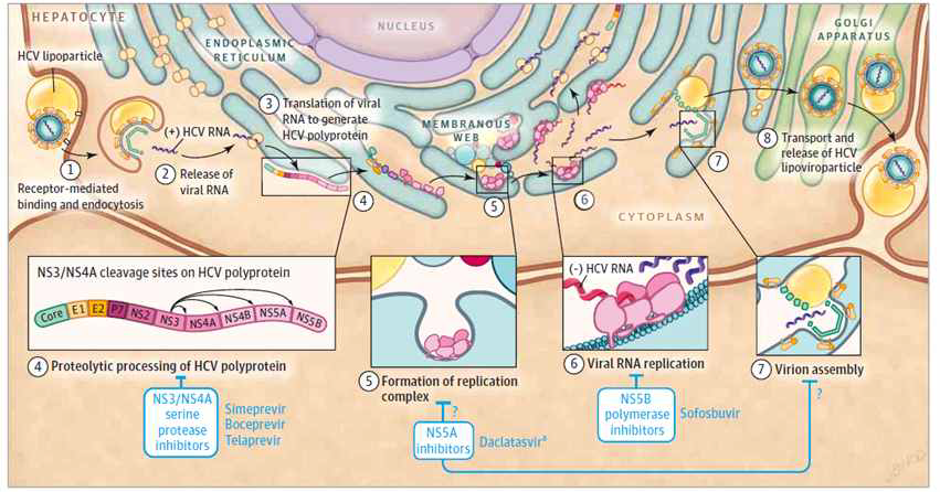 HCV 생활사와 직접작용제(DAAs) 작용 부위