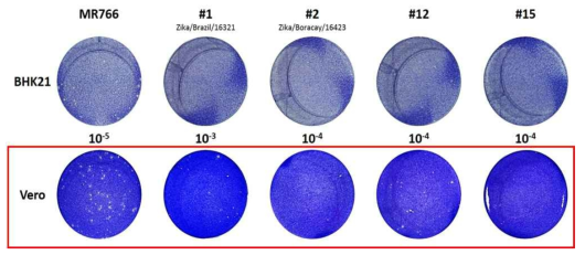 BHK21, vero 세포에서 지카바이러스 5종의 역가 측정