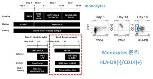 인간 전분화능줄기세포 유래 대식세포 분화유도 기법
