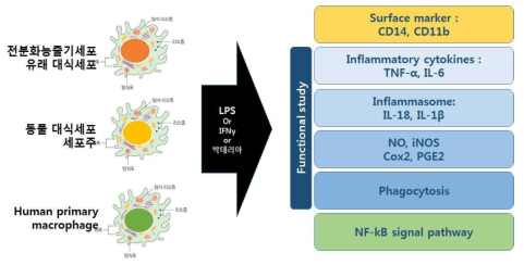 대식세포 특성 분석 및 평가기준