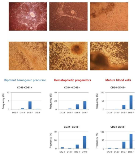 타 기관 조혈모세포 분화기법 재현 실험