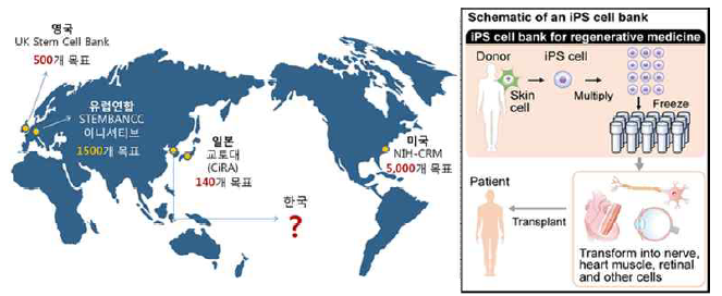 동형접합 백혈구항원형 유도만능줄기세포 확보를 위한 경쟁