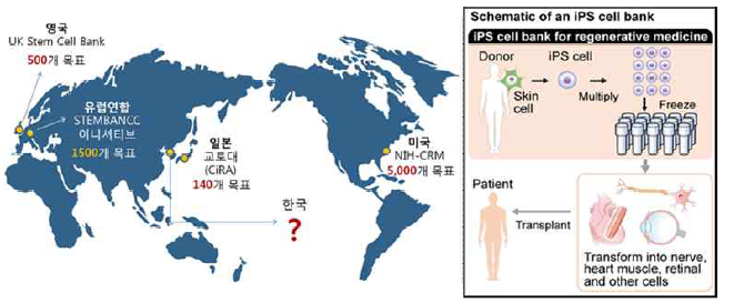 동형접합 백혈구항원형 유도만능줄기세포 확보를 위한 경쟁