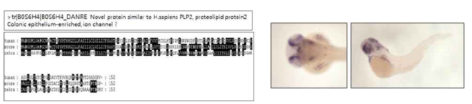 SMART 분석을 통한 zebrafish plp2와 human plp2와의 시컨스 homology 비교(왼쪽). 유전자 발현양상(오른쪽)