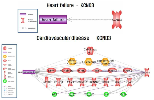 심혈관질환과 Kcnd3 연관성 분석