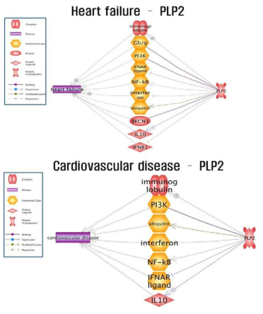 심혈관질환과 Plp2 연관성 분석