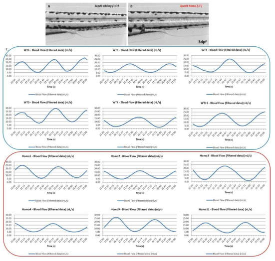 MicroZebraLab을 이용한 kcnd3 돌연변이체와 sibling에서의 blood flow 분석