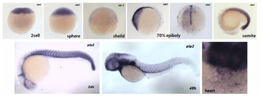 발생 단계별 plp2 유전자 발현 양상