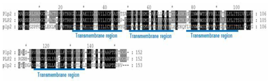 척추동물에서의 PLP2 아미노산 상동성 비교 및 도메인 분석