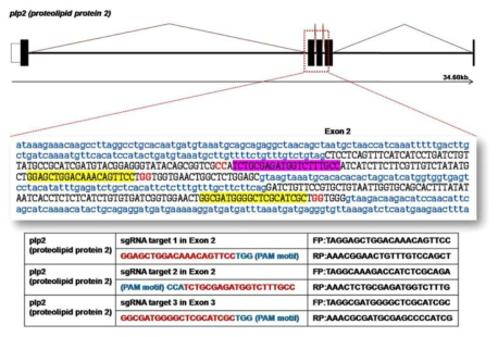 제브라피쉬 plp2 유전자의 genome 구조 및 RGEN 타겟 염기서열