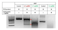 plp2-RGEN을 이용한 in vitro cleavage assay