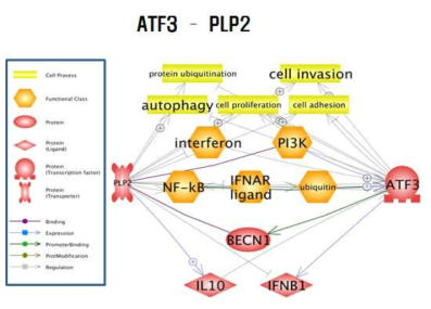 ATF3와 PLP2의 상관성 분석