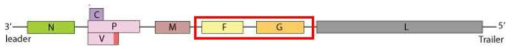 헨니파바이러스 Genome의 모식도