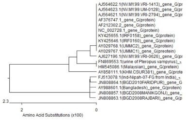 니파바이러스 G 아미노산 서열에 따른 Phylogenetic tree