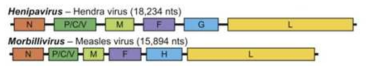 헨니파바이러스와 홍역바이러스의 genome 비교