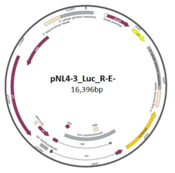 슈도바이러스 제작을 위한 Lentivirus 기반 벡터, pNL4-3_Luc_R-E-의 모식도