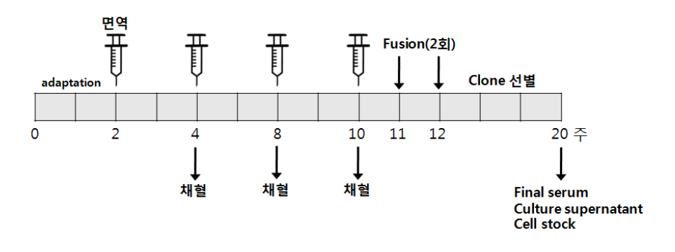 단클론 항체 제작의 계획 및 추진 일정