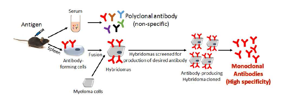 항원 특이적 단클론 항체 생성 과정 모식도