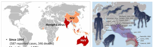 헨니파바이러스의 발생과 분포