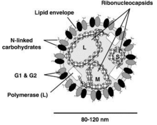 Crimean–Congo hemorrhagic fever virus