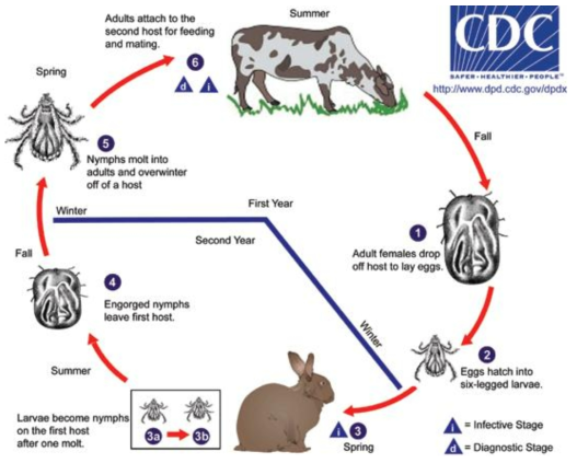 Crimean–Congo hemorrhagic fever virus 전파