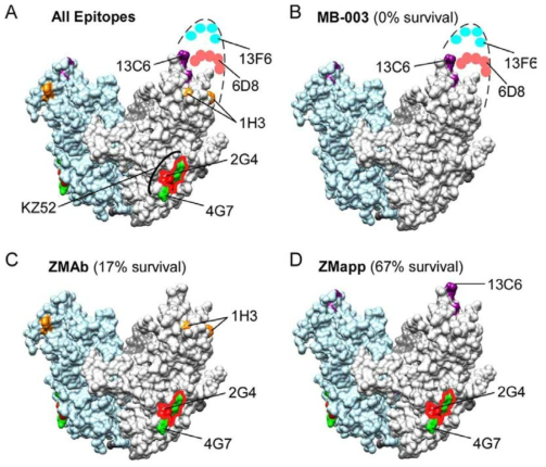 에볼라 바이러스 표면 당단백질 내 밝혀진 epitope들.