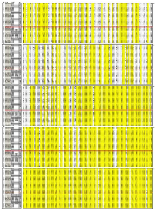 Example of amino acid sequnce alighment of 34 different CCHFV GPs isloated in human since 2010.