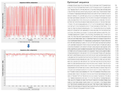 Ebola GP 유전자의 human codon optimization.