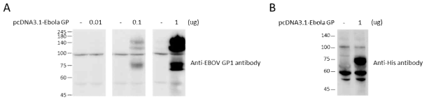 293T 세포에서 Ebola GP 단백질의 발현.